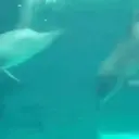 Delfines  1 Movi 22