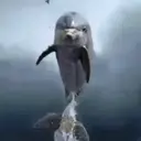 Delfines  1 Movi 25