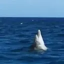 Delfines  1 Movi 7