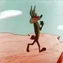 El coyote 6
