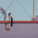 El coyote 20