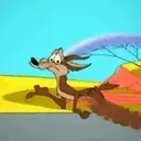 El coyote 28
