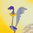 El coyote 25