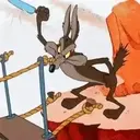 El coyote 16