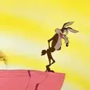 El coyote 8