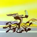 El coyote 23