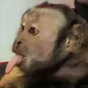 Monitos 6