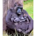 Monitos 12
