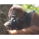 Monitos 21