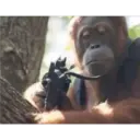 Monitos 24