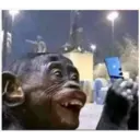 Monitos 16