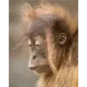 Monitos 19
