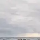 Tubarão 1 6