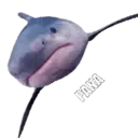 Tubarão 1 13