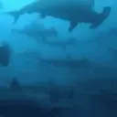Tubarão 1 7