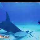 Tubarão 1 2