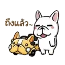 Perritos Cute  - 6 Mov.1712 7