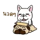 Perritos Cute  - 6 Mov.1712 14