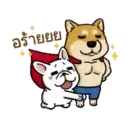 Perritos Cute  - 6 Mov.1712 30