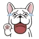 Perritos Cute  - 6 Mov.1712 1