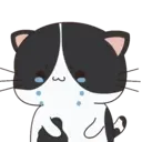 Oreo The Kitten 3
