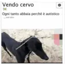 Vendo cervo
9€
Ogni tanto abbaia perché è autistico
... vedi altro