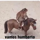 vamos humberto