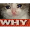 WHY