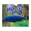 閃亮長輩圖 21