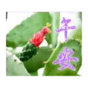 閃亮長輩圖 11