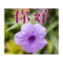 閃亮長輩圖 20