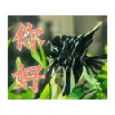 閃亮長輩圖 3