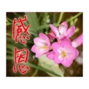 閃亮長輩圖 6
