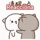 GATITOS 11