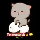 GATITOS 15