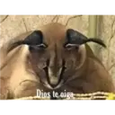 aaaaaaa2 1