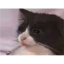 aaaaaaa2 16