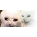 aaaaaaa2 27