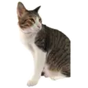 House of 7 Cats 19