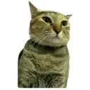 House of 7 Cats 2