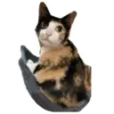 House of 7 Cats 1
