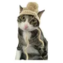 House of 7 Cats 3