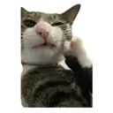 House of 7 Cats 24
