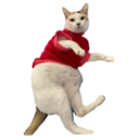House of 7 Cats 10