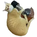House of 7 Cats 14