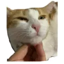 House of 7 Cats 8