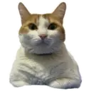 House of 7 Cats 13