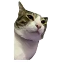 House of 7 Cats 6