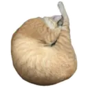 House of 7 Cats 12