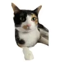 House of 7 Cats 4